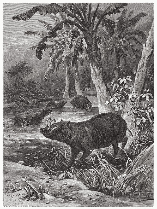 Buru babirusa，或猪鹿(Babyrousa babyrussa)，木刻，出版于1885年